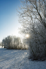 Frost-Covered Trees on a Cold Winter Day