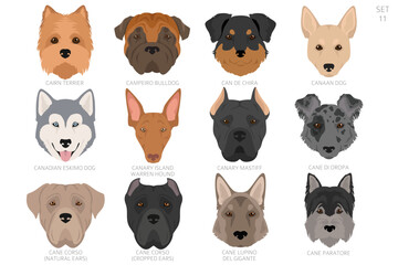 Dog head in alphabet order. All dog breeds. Colour vector design