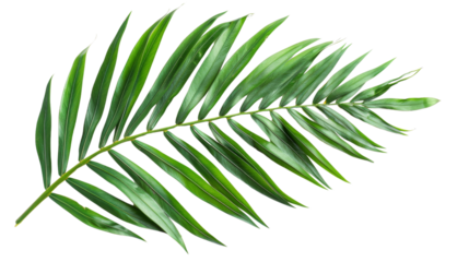 Tropical green palm leaf