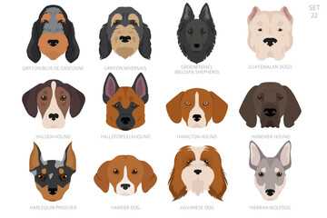 Dog head in alphabet order. All dog breeds. Colour vector design