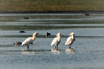 Spoonbills