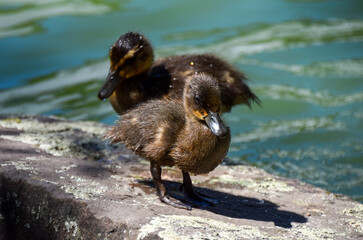 A cute small mallard duckling stands on a rock next to a park lake.
