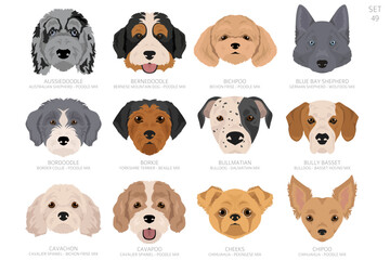 Designers Dog head in alphabet order. All dog mix breeds. Colour vector design