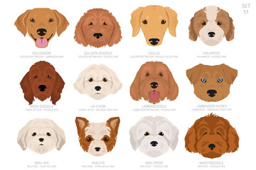 Designers Dog head in alphabet order. All dog mix breeds. Colour vector design
