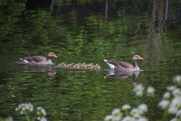 Newborn greylag goose babies swim with their parents in a park lake.