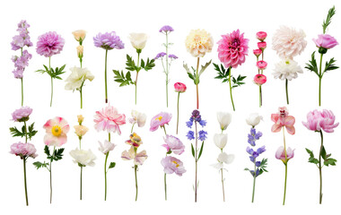Real flowers of different species in a row. Transparent background