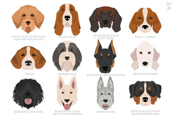 Obraz premium Dog head in alphabet order. All dog breeds. Colour vector design