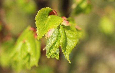 First buds and leaves on a branch in spring close-up