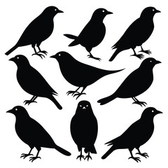 Set of Brown Headed Cowbird animal black silhouettes on white background