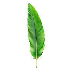 Obraz premium Green feather isolated on white background