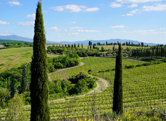 The view of green hills, vineyards and cypress trees, Tuscany, Italy 