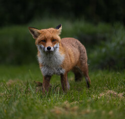 a red fox walking through the grass next to a forest