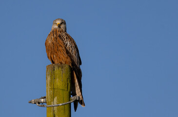 a brown red kite bird on a post with blue sky in the background