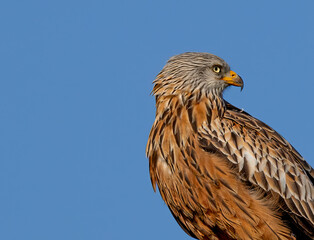 A three quarter view of a red kite perched  blue sky background