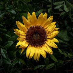 Creative layout made of sunflower and green leaves. Nature minimal background.