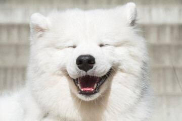 Dog smile. White Samoyed puppy dog smiles muzzle outside