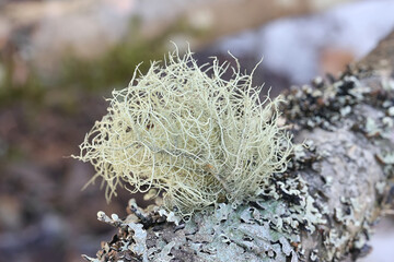 Usnea subfloridana, commonly known as old man's beard, beard lichen or beard moss, lichens from Finland