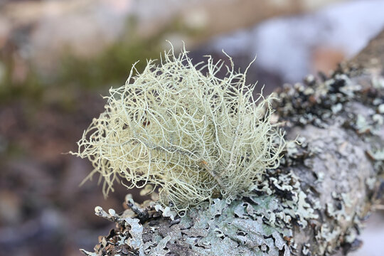 Usnea subfloridana, commonly known as old man's beard, beard lichen or beard moss, lichens from Finland