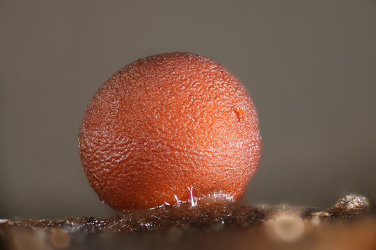 Typhula ishikariensis, causing turfgrass disease called Typhula blight or snow mold disease, microscope image of sclerotium
