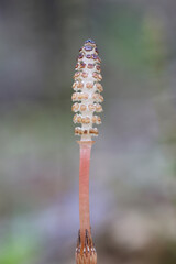 Equisetum arvense, known as the field horsetail or common horsetail, fertile spring stem growing in...