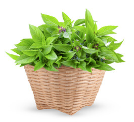 Sweet Basil in basket isolated on transparent png