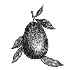 Avocado hass graphic vector illustration, hand drawn sketch of vegetable, leaf. Botanical drawing of tropical fruit. Engraving for food packaging design. Plant sketch