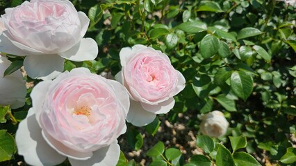 봄의 정원에 핀 분홍색 장미꽃