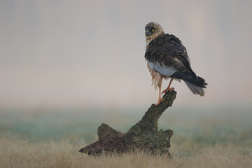 A marsh harrier stands on a tree stump on a foggy morning