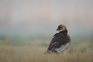 A marsh harrier looks back in the meadow