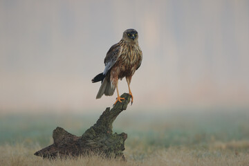 Harrier on a tree stump on a hazy luminous background