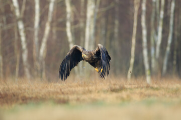 A white tailed eagle flying over a meadow on a sunny day against the background of a birch forest