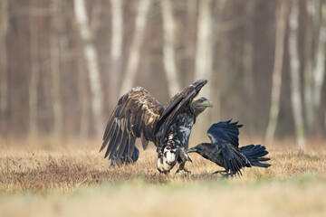 A white-tailed eagle on a sunny meadow attacked by a raven