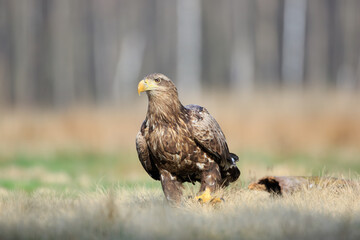 A white-tailed eagle walking on a meadow on a sunny day