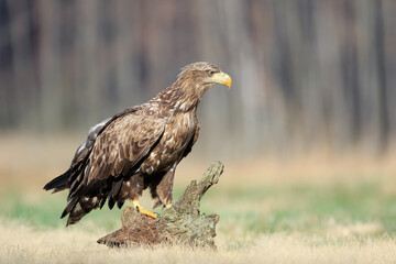 A white-tailed eagle sitting on a stump looks at something curious
