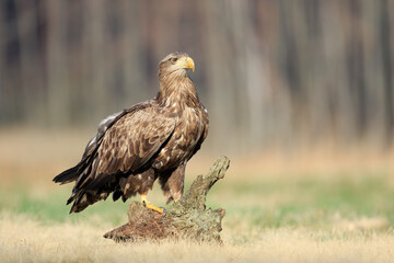 A white-tailed eagle sitting on a stump in a meadow on a sunny day