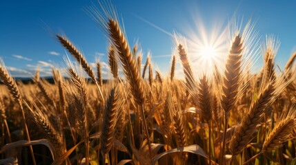 Fototapeta premium Beautiful close up of golden wheat ears in a sunlit field with clear blue sky in the background