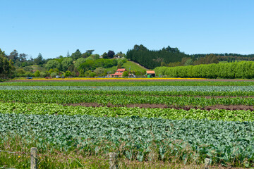 Crops growing in colourful rows