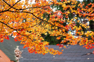 View of the colorful maple leaves against the sky