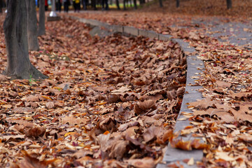 View of the footpath with the stacked fallen leaves in autumn