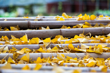 View of the yellow ginkgo leaves fallen on the bamboo poles