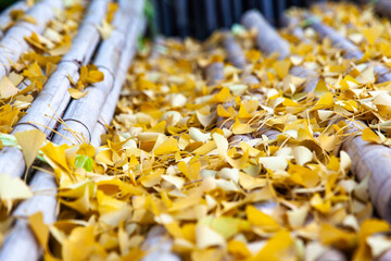 View of the yellow ginkgo leaves fallen on the bamboo poles