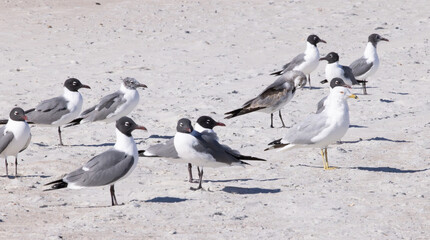 Seagull on a sandy shore