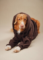 A Nova Scotia Duck Tolling Retriever dog dons a hoodie, merging cozy with cute