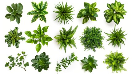 Top View of Various Green Plants, Generative AI
