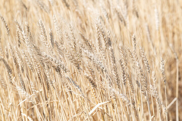 麦畑　収穫の季節