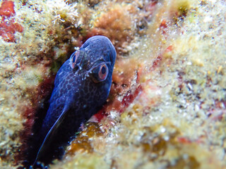 Blenniidae blenny fish peeking out from its rocky hole underwater in the Mediterranean Sea, blenny of mediterranean sea. Montagu's blenny, blenny fish from Mediterranean sea, Macro blenniidae fishs.