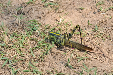 Macro photo of a large grasshopper in Thailand