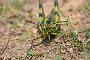 Macro photo of a large grasshopper in Thailand
