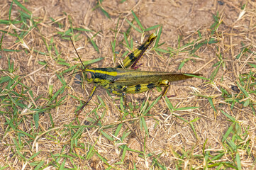 Macro photo of a large grasshopper in Thailand