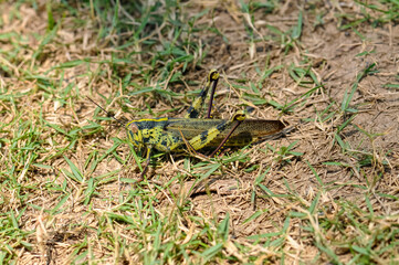 Macro photo of a large grasshopper in Thailand